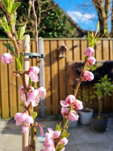 A closeup of a beautiful peach tree blooming in a garden on a sunny day