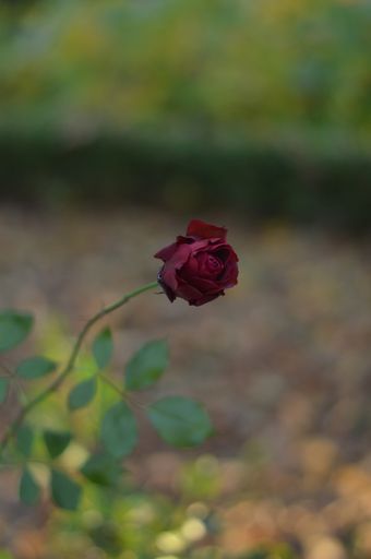 A vertical selective focus closeup shot of a single dark red rose standing in a garden