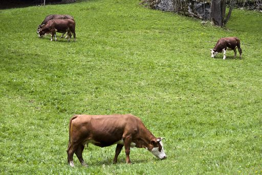 A herd of cows grazing on the pasture during daytime