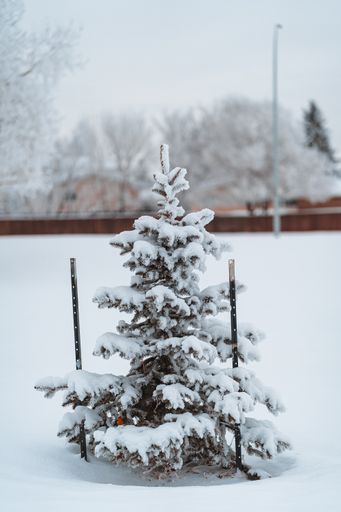 A vertical shot of small snow-covered tree in a park during winter with a background of snowy nature