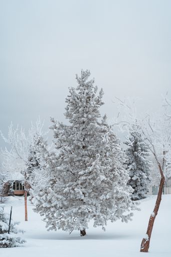 A vertical shot of a snow-covered fir tree in a park during winter with a background of snowy nature