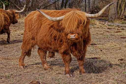 A closeup of a highland cow in a field during daylight