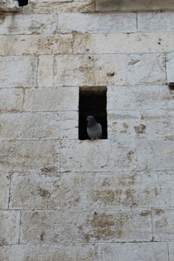 A vertical shot of a bird sitting in the hole of a wall made of stones