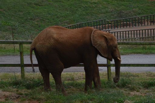 A cute brown elephant standing behind the wooden fence near the road