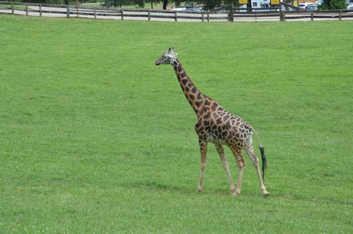 A single giraffe walking on the grass at a park during daytime