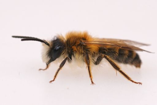 Lateral closeup on a hairy male Banded Mining bee, Andrena gravida on a white background