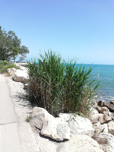 A vertical shot of green grasses and rocks on a seashore with a view of an ocean under a clear blue sky