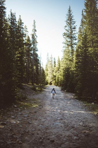 A dirt road lined with pine trees and a person on a nature walk