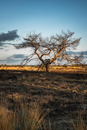 A vertical shot of a lonely leafless tree at sunset in the Netherlands