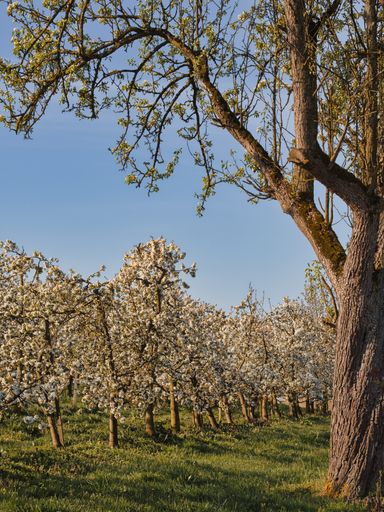 A beautiful view of flowering apple trees in a field under a blue sky