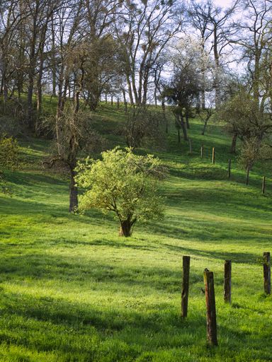 A beautiful view of a park with green trees under a blue sky