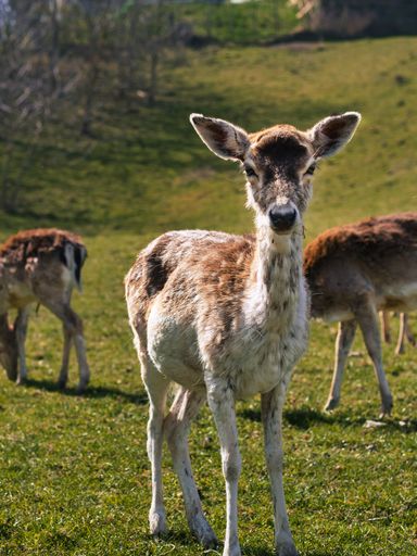 A beautiful view of fawns grazing in a field