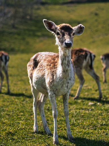 A beautiful view of fawns grazing in a field