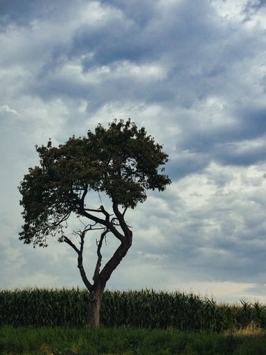 A beautiful view of a tree in a field under a cloudy sky