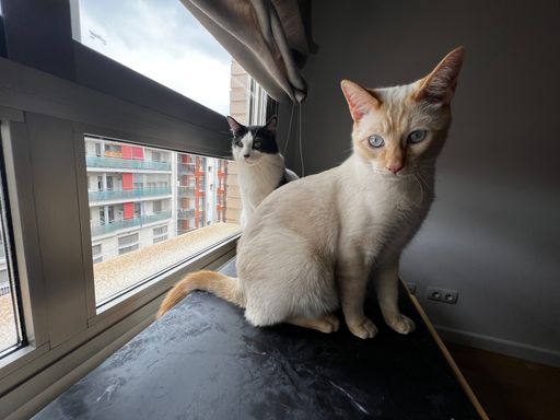 A cat with blue eyes and a tabby cat sitting near the window