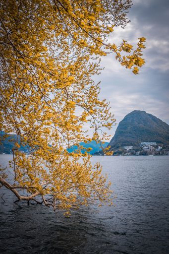 A vertical shot of a yellow autumn tree near Lake Lugano with mountains on the shore
