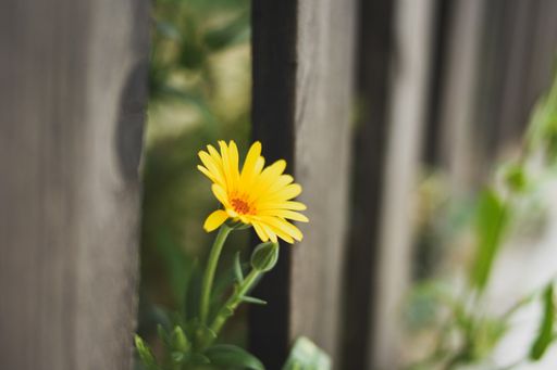 A selective focus shot of a small yellow dandelion flower growing near the wooden fence