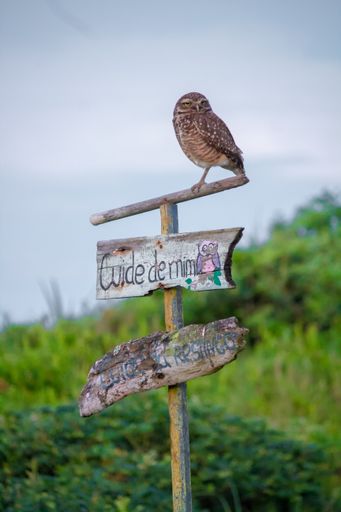 A vertical shot of a burrowing owl sitting on the wooden road sign