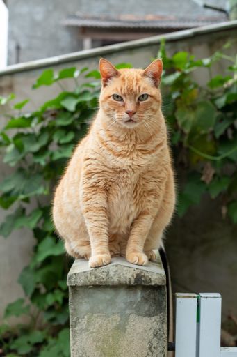 A vertical shot of a ginger cat sitting on a stone-ground outdoors