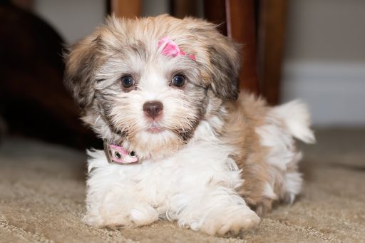 A close-up shot of a Havanese bichon puppy lying on the rug