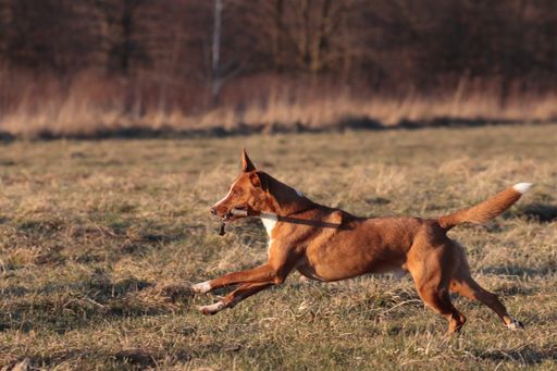 A shot of a big beautiful dog running with small branch in its mouth