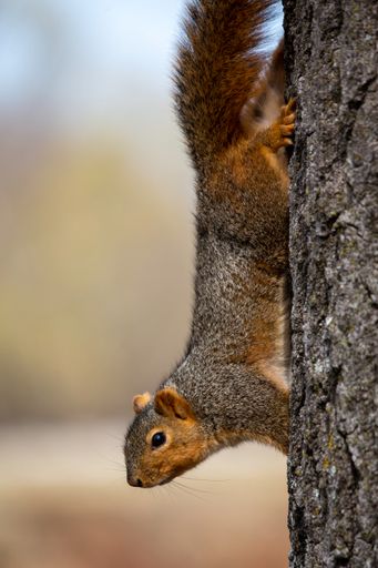 A vertical shot of a squirrel on a tree trunk