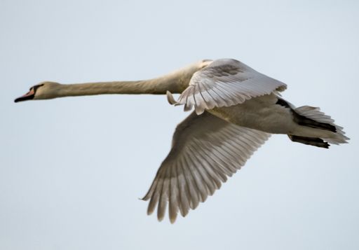 A view of a gracious swan flying high in the sky with its beautiful wings wide open