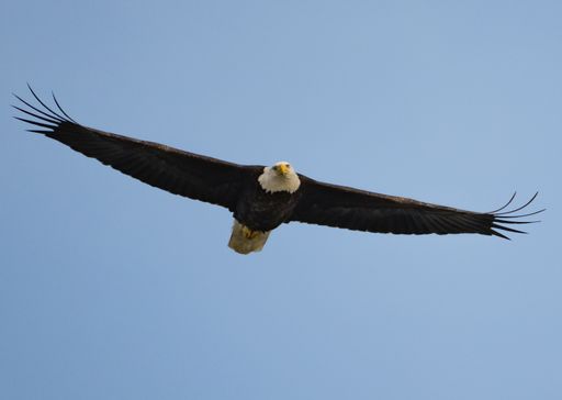 A view of a bald eagle (Haliaeetus leucocephalus) flying high in blue sky with its wings spread