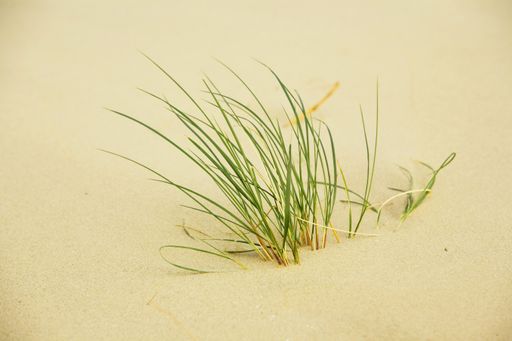 a closeup shot of grass growing in the sand