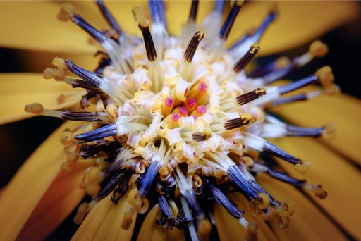 A macro shot of a beautiful yellow protea flower