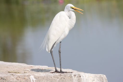 A great egret perched on a stone wall on a lakeshore