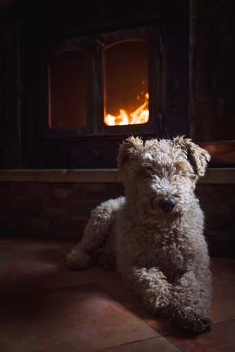 A cute white and curly Fox Terrier dog sitting in front of the burning  fireplace