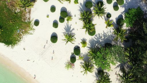 An aerial view of sandy beach surrounded by growing trees in Maldives