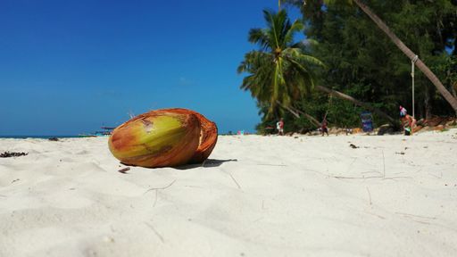 A closeup shot of coconut on sandy beach in background of palms