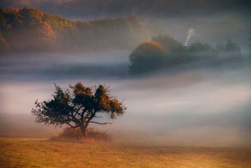 A beautiful shot of a single tree in a field on the background of a misty forest