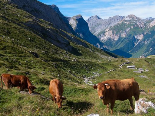 The cows are grazing on the hillside against the background of the mountains range. Savoie, France.