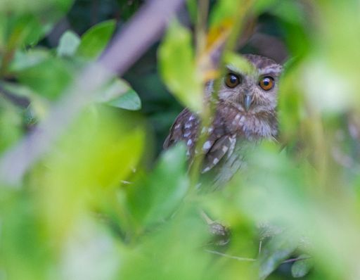 A closeup shot of the boreal owl seen through tree leaves