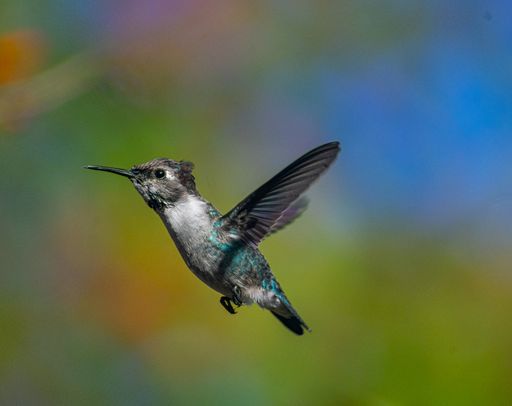 A shallow focus shot of zunzuncito bird