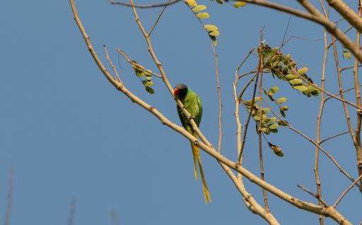 A low angle shot of gray-headed parakeet perching on branch against a blue sky