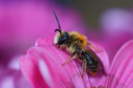 Closeup on a hairy male Orange tailed mining bee, Andrena haemorrhoa, resting on a purple flower in the garden