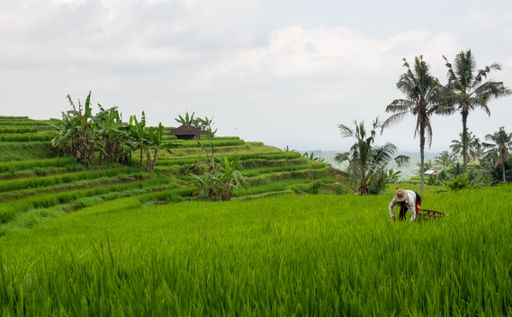 A person working on a field with rice terraces and palm trees in the background in Ubud, Bali