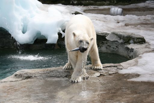 A polar bear eating a fish standing on the paved icy ground by the water in the zoo