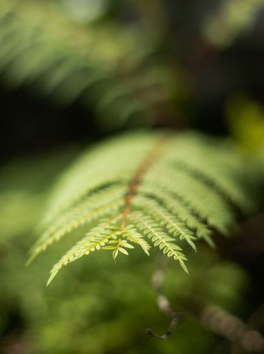 A vertical shot of Ostrich Fern leaves in a garden under the sunlight with a blurry background