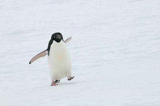 a closeup shot of a cute Adelie penguin walking on ice floe