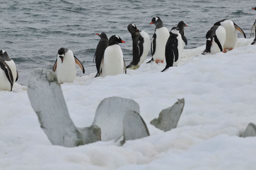 a colony of different types of penguins on ice floe