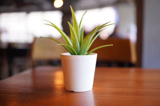 A vertical closeup of the green houseplant in a white pot on the wooden table.