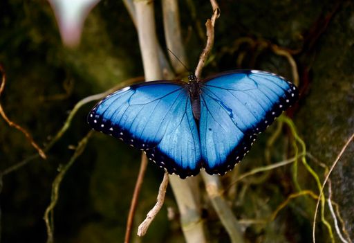 A closeup shot of a Menelaus blue morpho on a tree in a forest