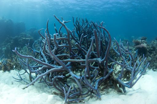 A closeup shot of the staghorn coral living at the Great Barrier Reef, Cairns, Queensland, Australia