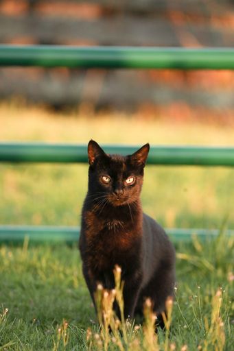 A black cat sitting in a field and looking at the camera under a sunlight