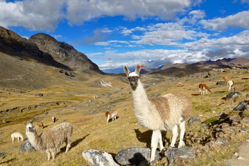 Group of llamas (Lama glama) recorded in their natural environment at dawn on the top of a hill while feeding.